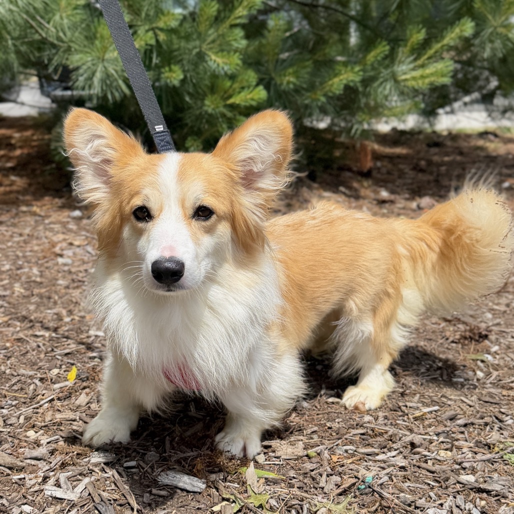 Tomato Corgi, Pembroke Welsh Brown 