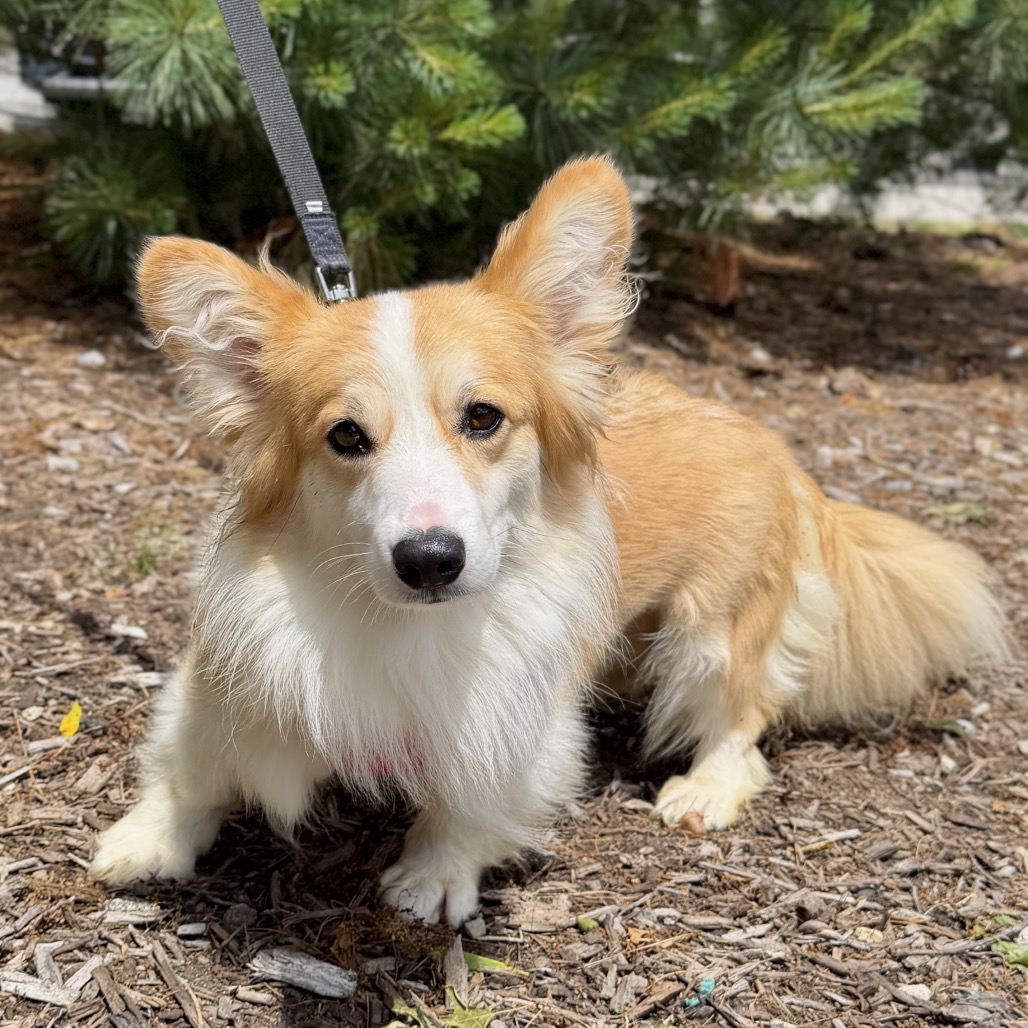 Tomato Corgi, Pembroke Welsh Brown 