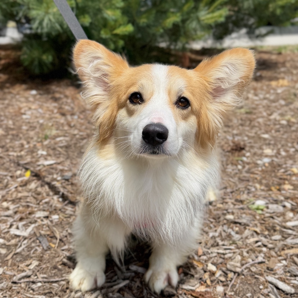 Tomato Corgi, Pembroke Welsh Brown 