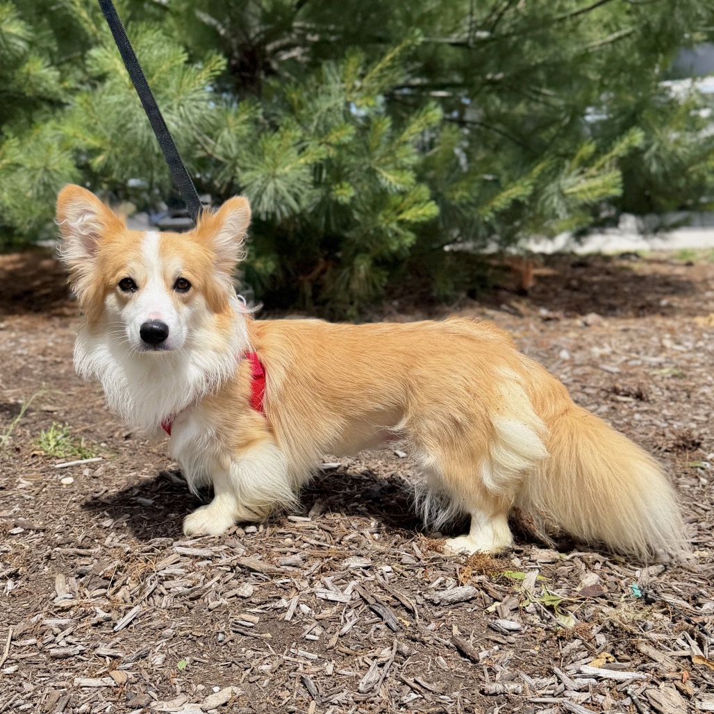 Tomato Corgi, Pembroke Welsh Brown 