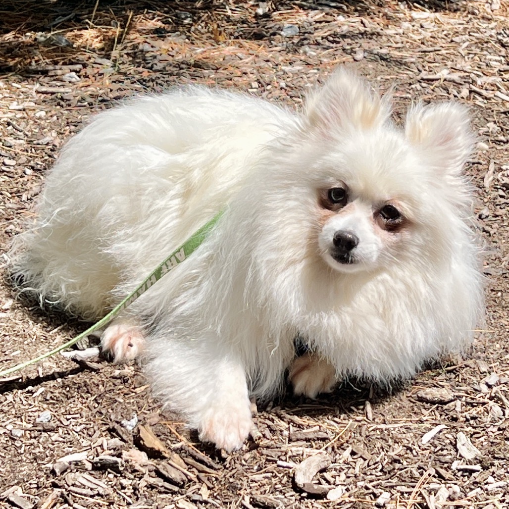 Elisa Pomeranian White 