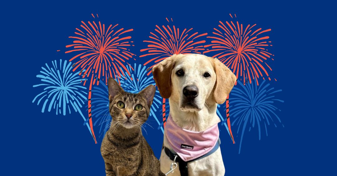 Keeping Your Pet Safe this 4th of July