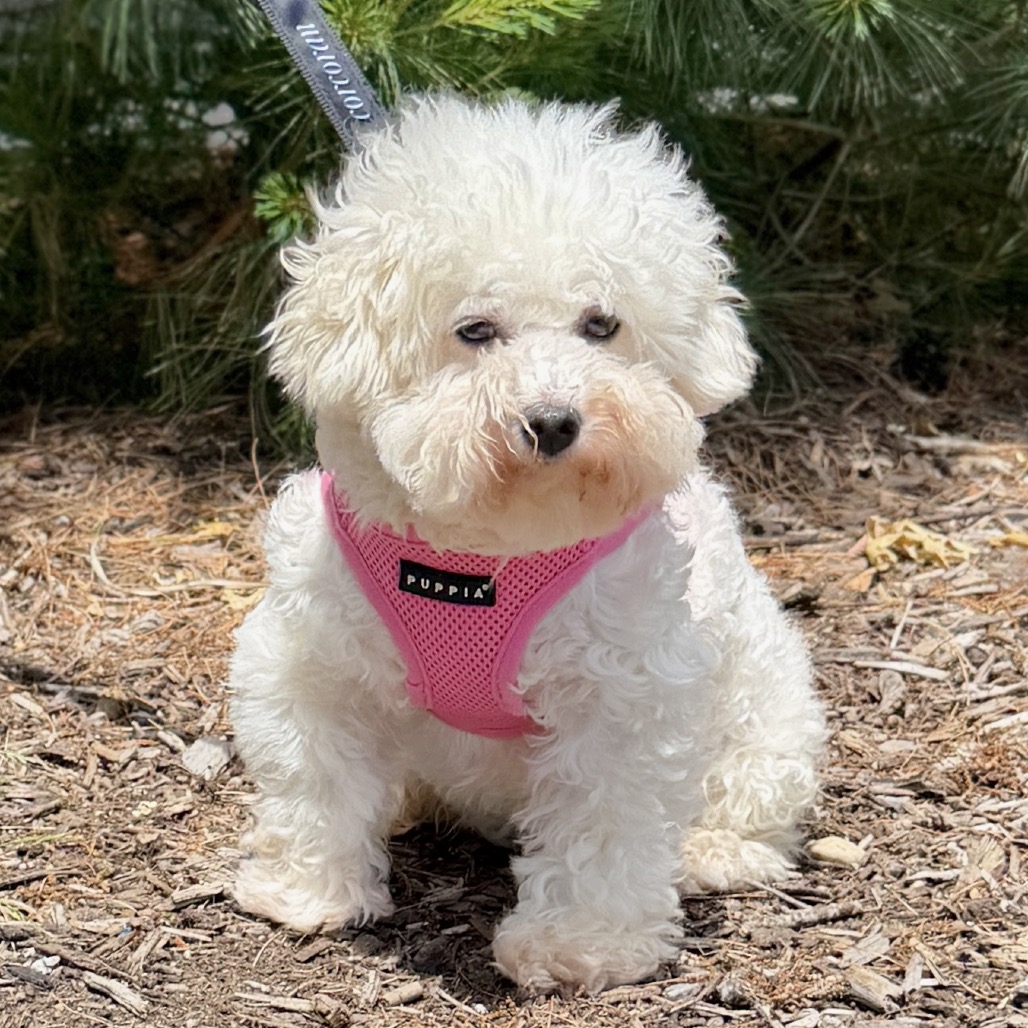 Polar Bear Bichon Frise White 