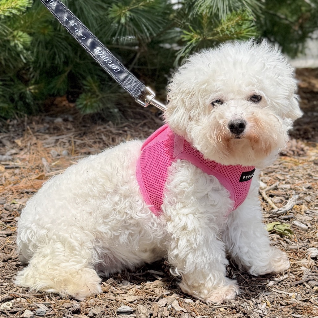 Polar Bear Bichon Frise White 