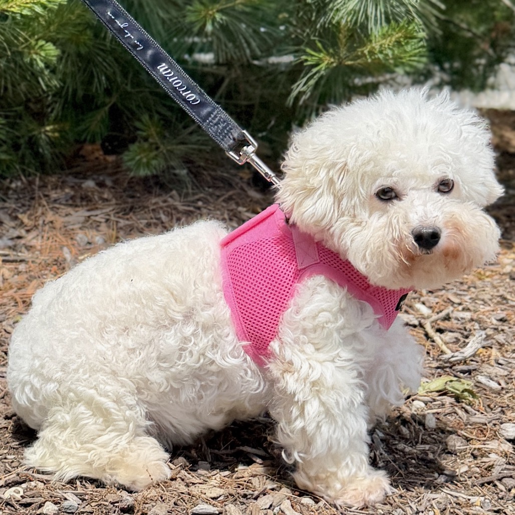 Polar Bear Bichon Frise White 