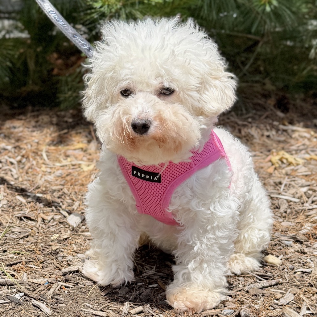 Polar Bear Bichon Frise White 
