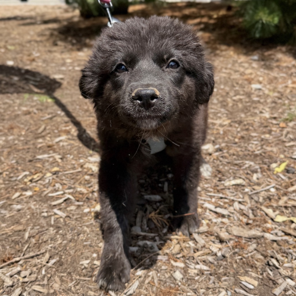 Tipsy Retriever, Labrador/Mixed Breed (Medium) Black 