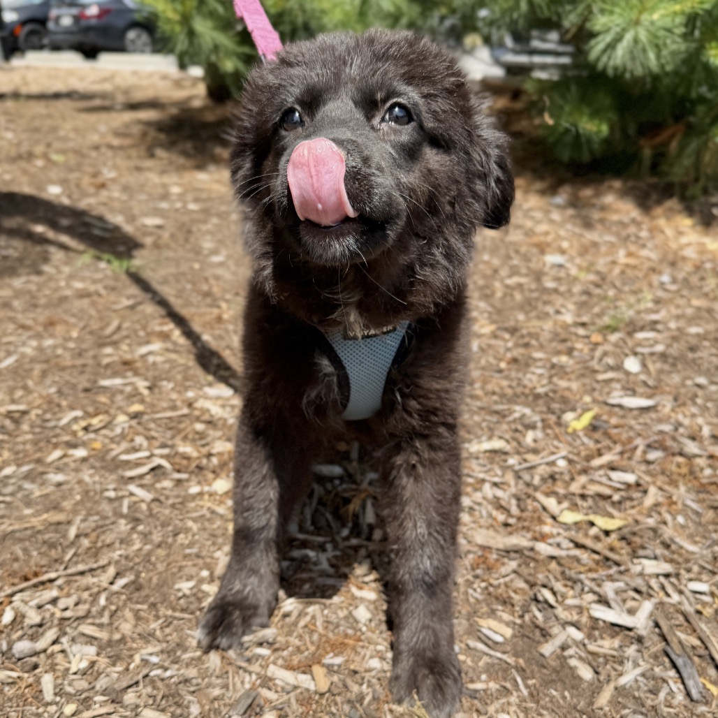 Tipsy Retriever, Labrador/Mixed Breed (Medium) Black 