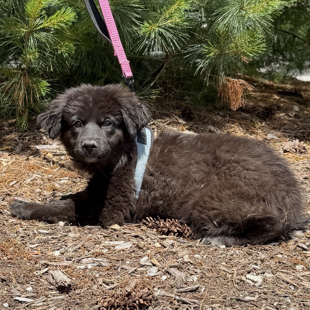 Tipsy Retriever, Labrador/Mixed Breed (Medium) Black 