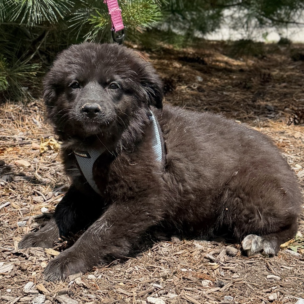 Tipsy Retriever, Labrador/Mixed Breed (Medium) Black 