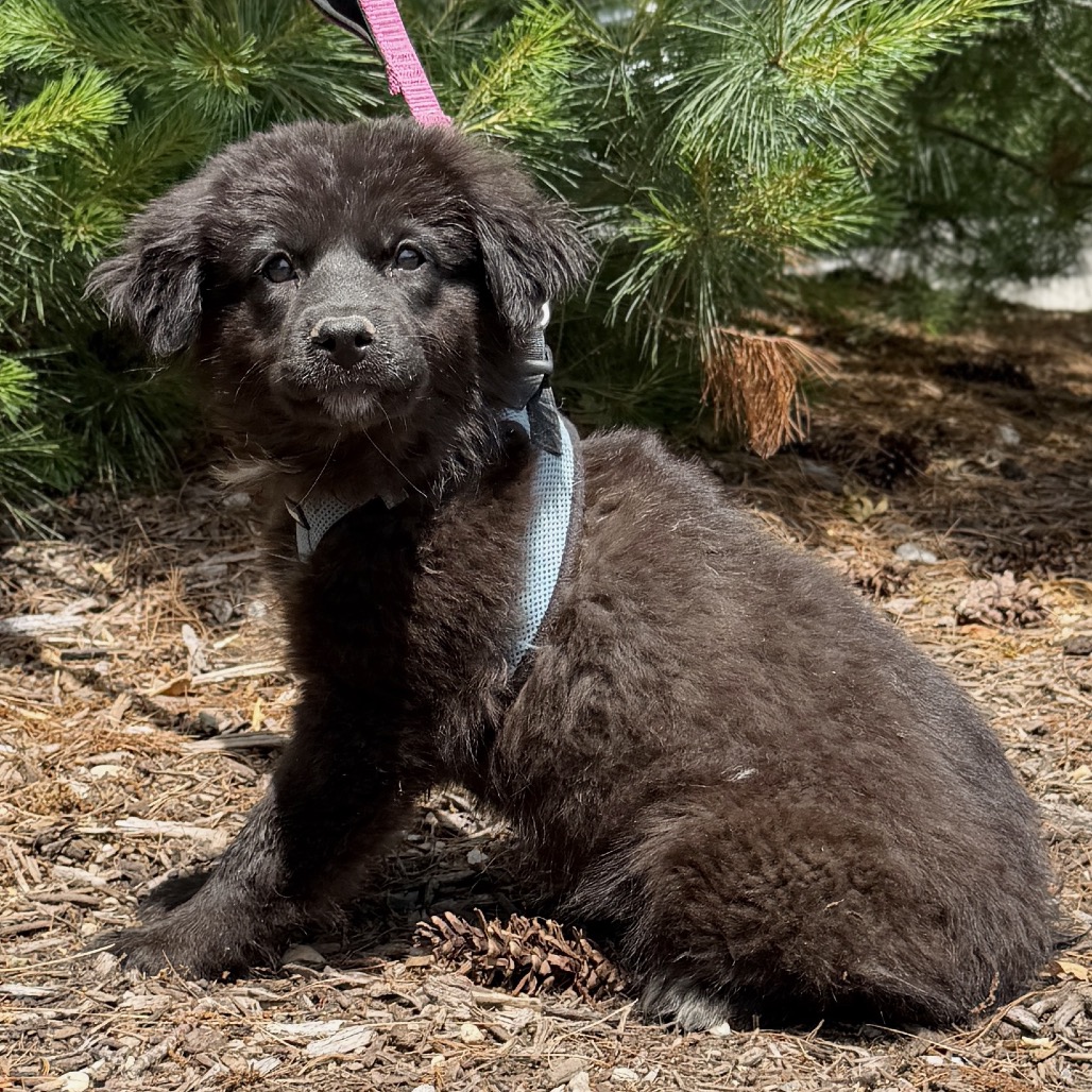 Tipsy Retriever, Labrador/Mixed Breed (Medium) Black 