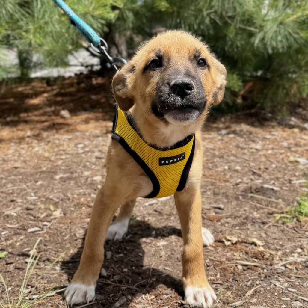 Martini Retriever, Labrador/Mixed Breed (Medium) Tan 
