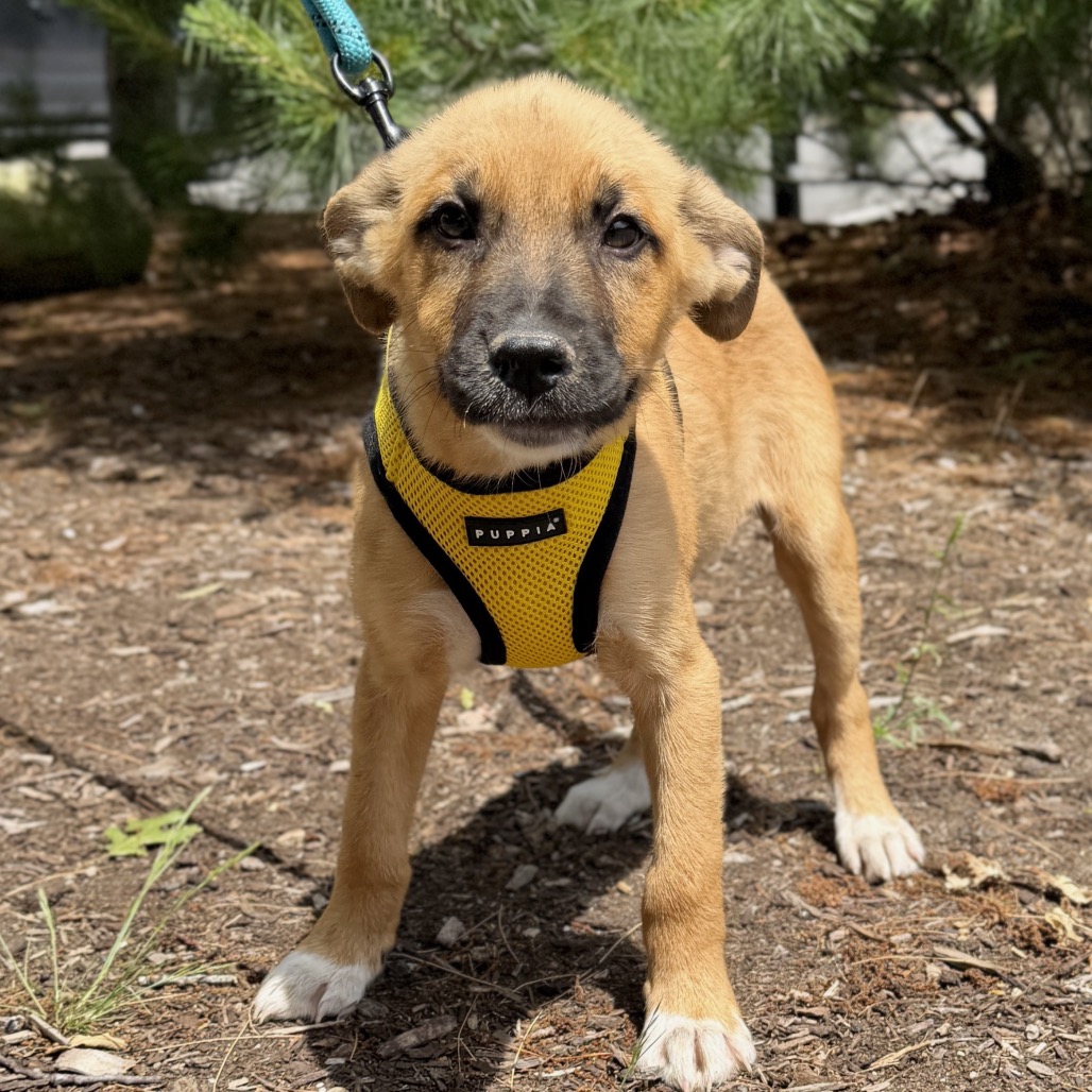 Martini Retriever, Labrador/Mixed Breed (Medium) Tan 
