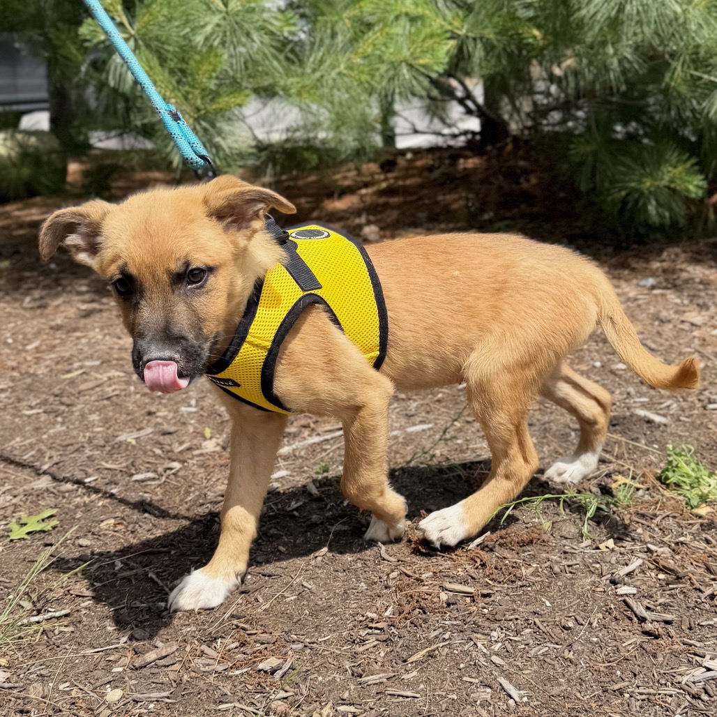 Martini Retriever, Labrador/Mixed Breed (Medium) Tan 