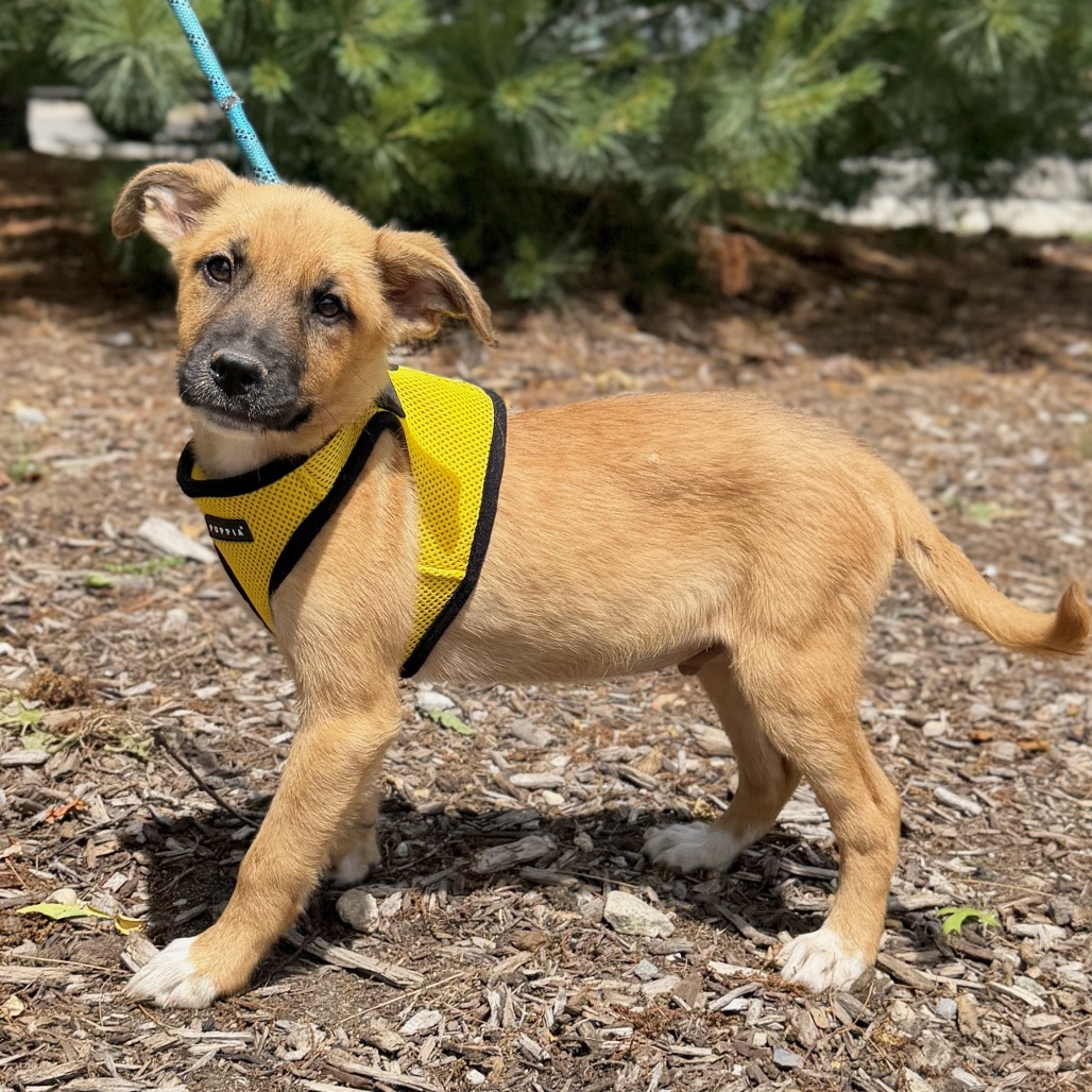 Martini Retriever, Labrador/Mixed Breed (Medium) Tan 