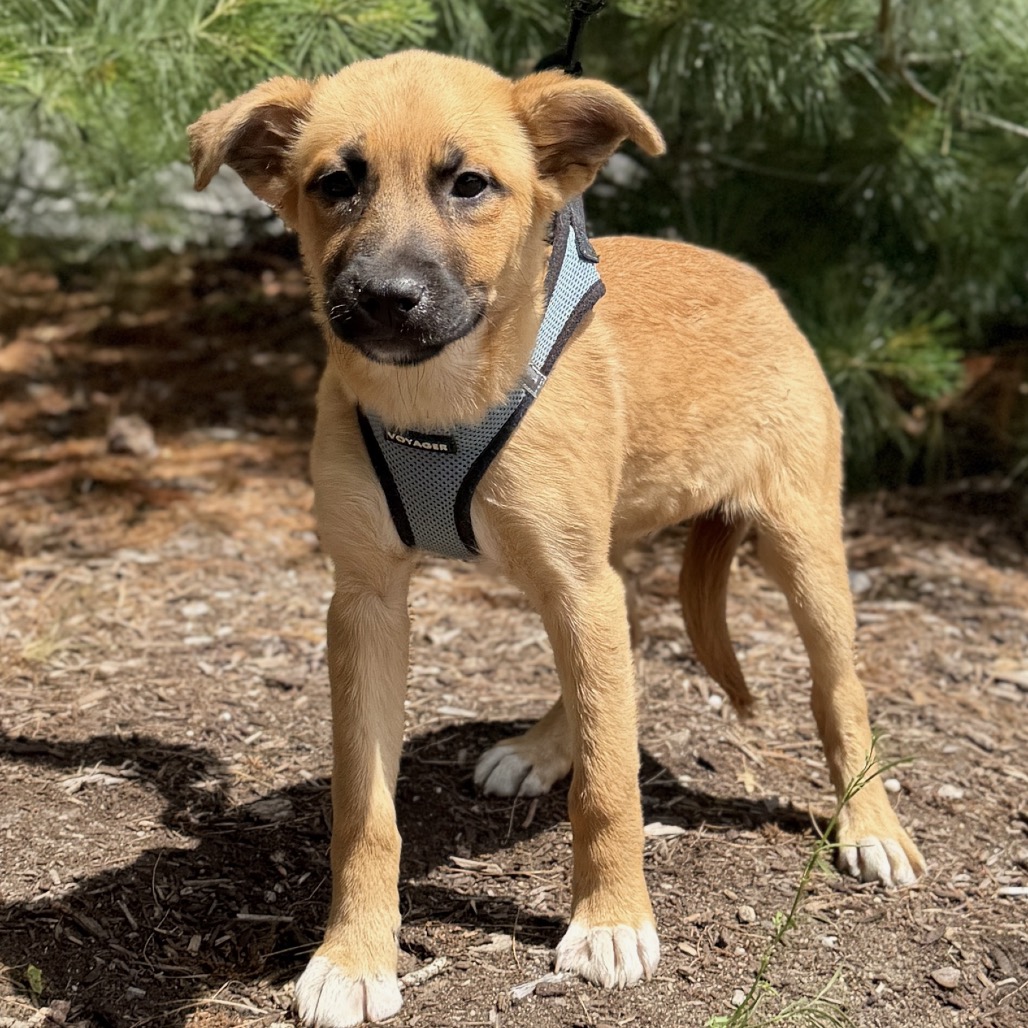 Mimosa Retriever, Labrador/Mixed Breed (Medium) Tan