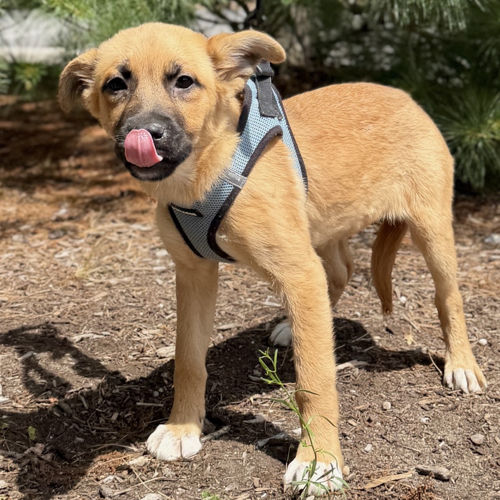 Mimosa Retriever, Labrador/Mixed Breed (Medium) Tan