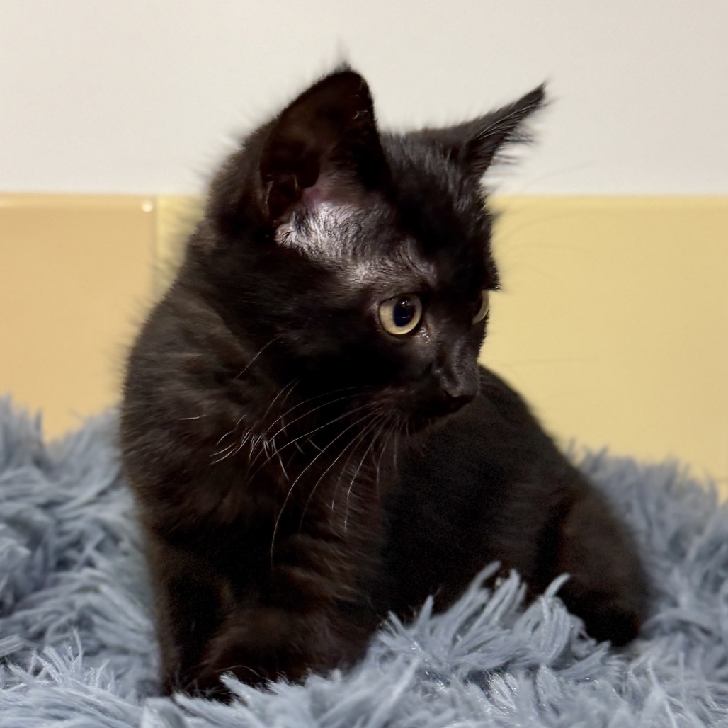 Black Bean Domestic Shorthair Black 