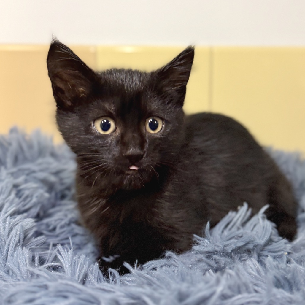 Black Bean
