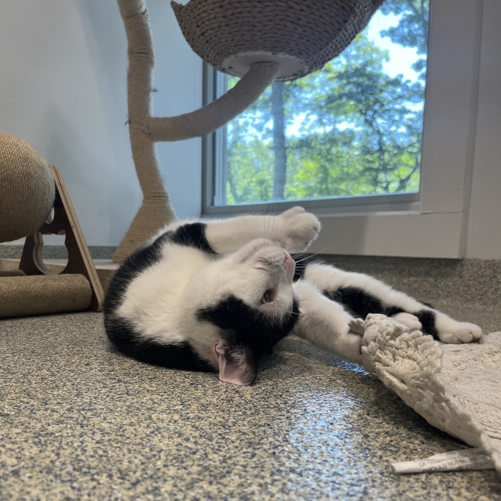 Solo Domestic Shorthair Black