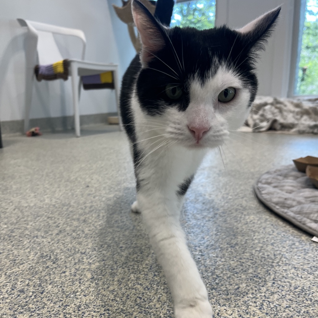 Solo Domestic Shorthair Black