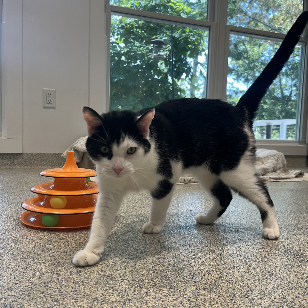 Solo Domestic Shorthair Black