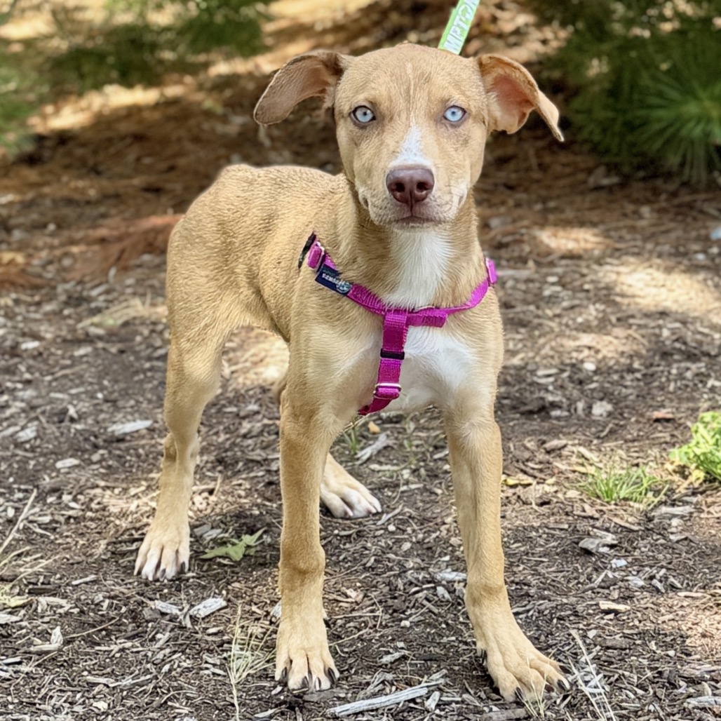 Tiggy Catahoula Leopard Dog Blond Spotted