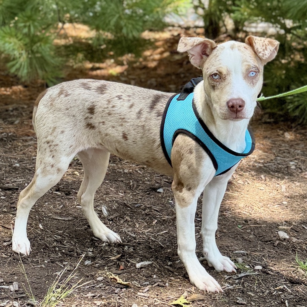 Twinki Catahoula Leopard Dog/Coonhound, Redbone Blond Spotted