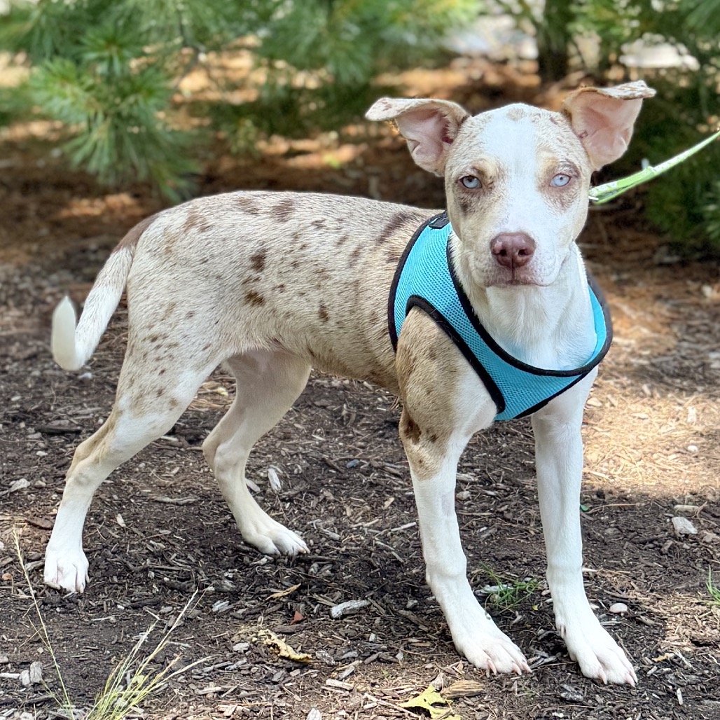 Twinki Catahoula Leopard Dog/Coonhound, Redbone Blond Spotted
