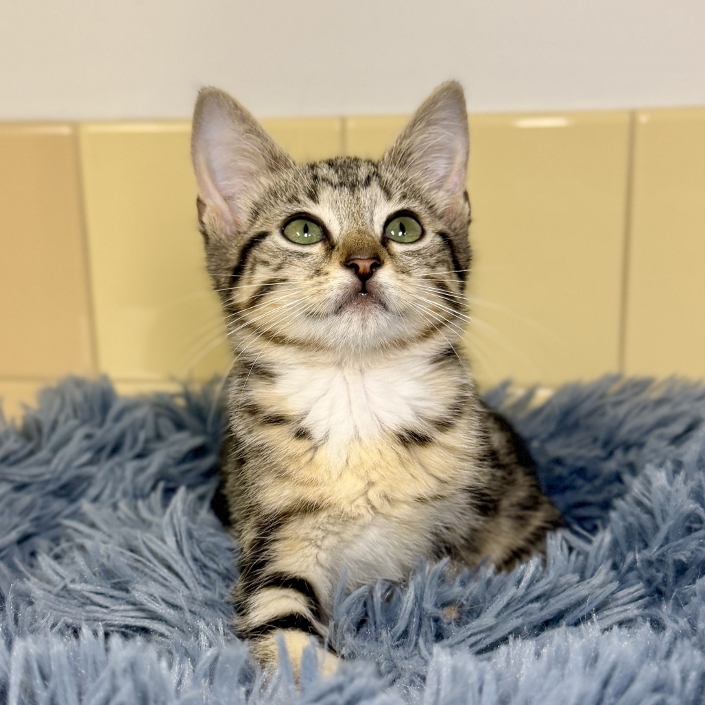 Karma Domestic Shorthair Grey Tabby