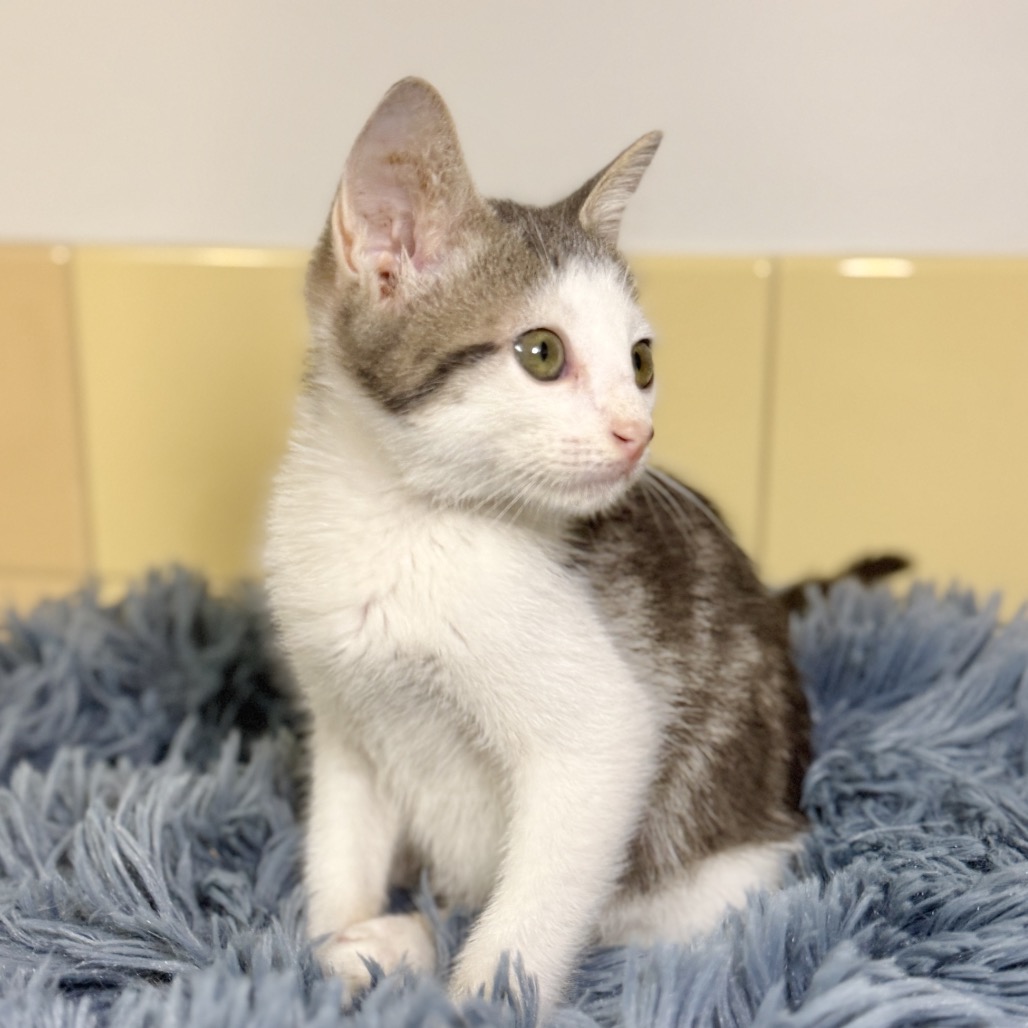 Koopa Domestic Shorthair Grey Dilute