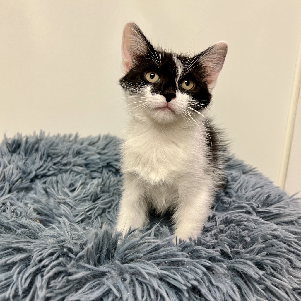 Betty Boop Domestic Medium Hair Black Tuxedo