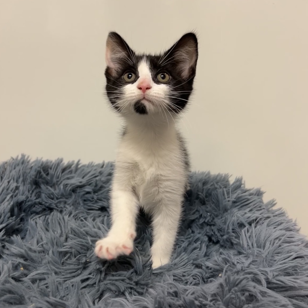 Hardy Domestic Shorthair Black