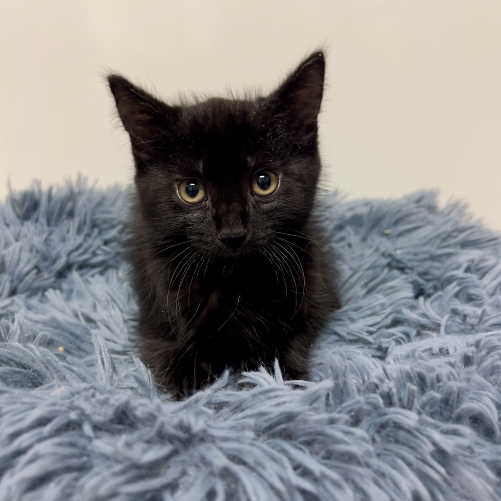 Larry Domestic Shorthair Black