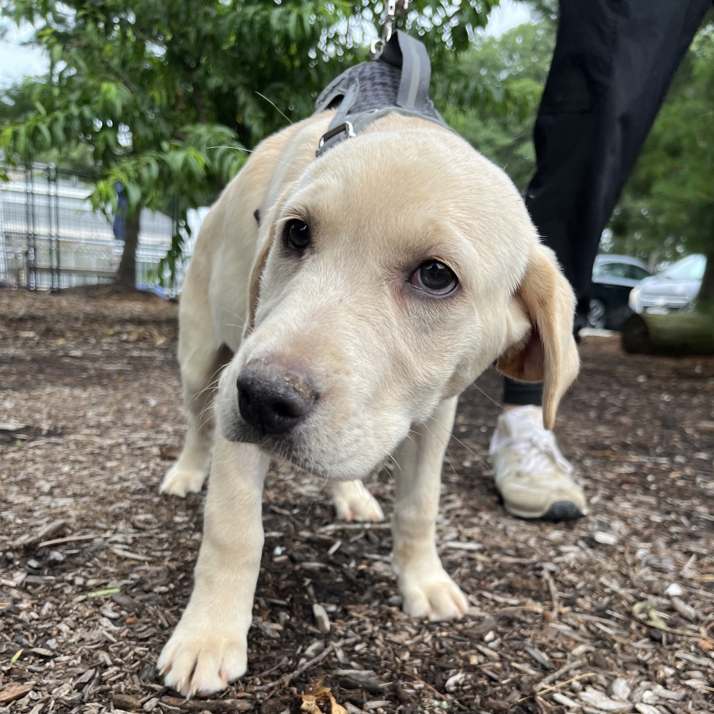Star Retriever, Yellow Labrador Yellow 