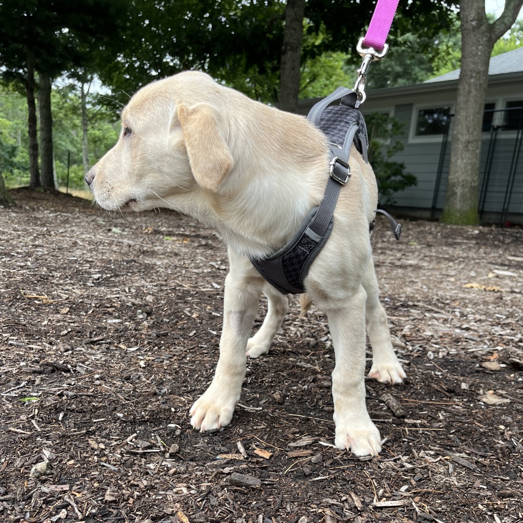Star Retriever, Yellow Labrador Yellow 