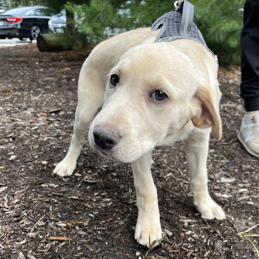 Star Retriever, Yellow Labrador Yellow 