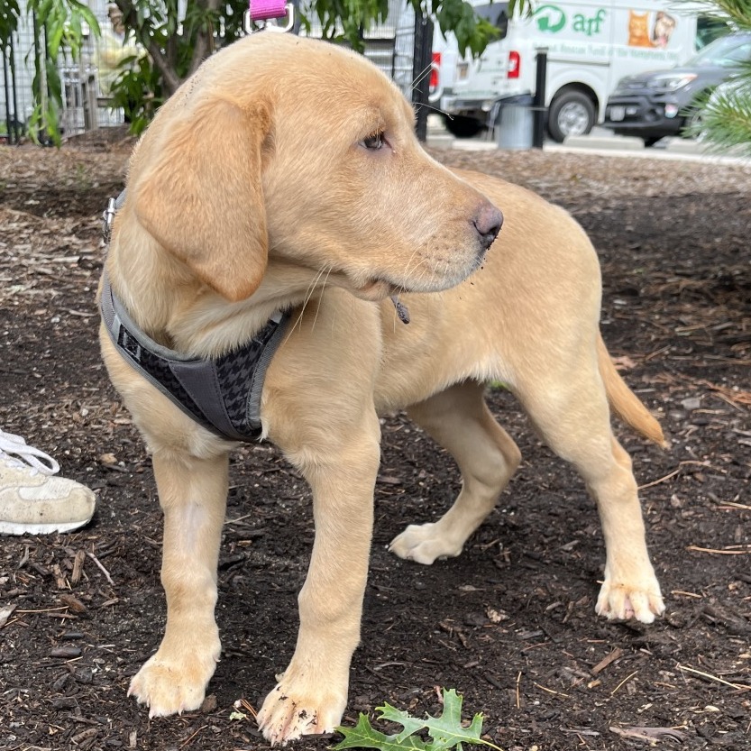 Stripes Retriever, Yellow Labrador Yellow None
