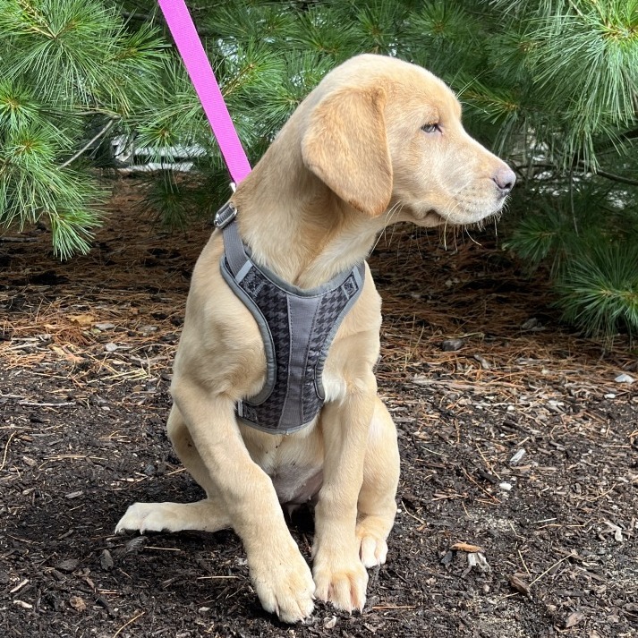 Stripes Retriever, Yellow Labrador Yellow None