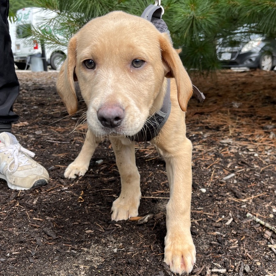 Stripes Retriever, Yellow Labrador Yellow None