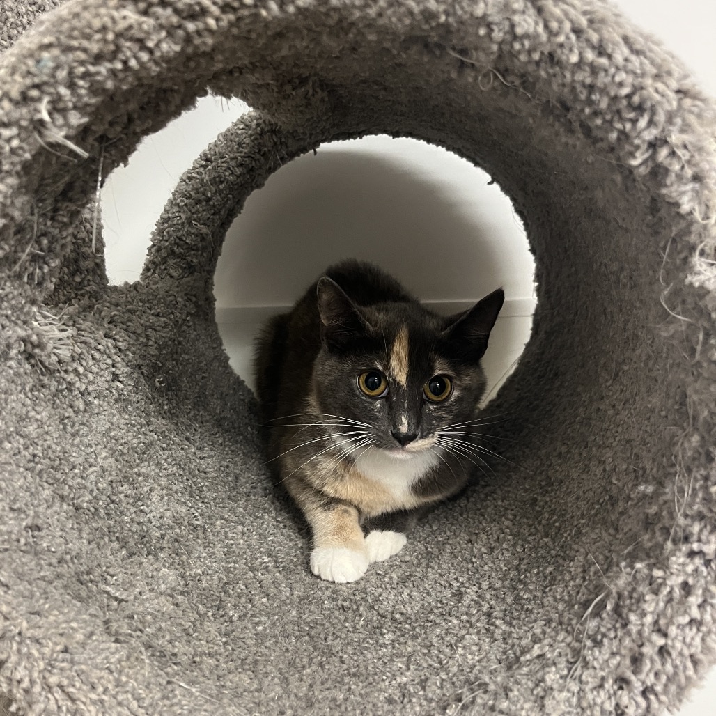 Maybach Domestic Shorthair Grey/Calico None