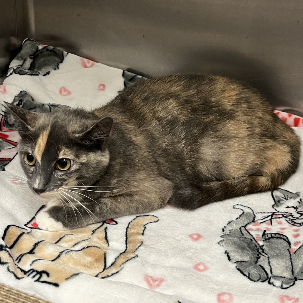 Maybach Domestic Shorthair Grey/Calico None
