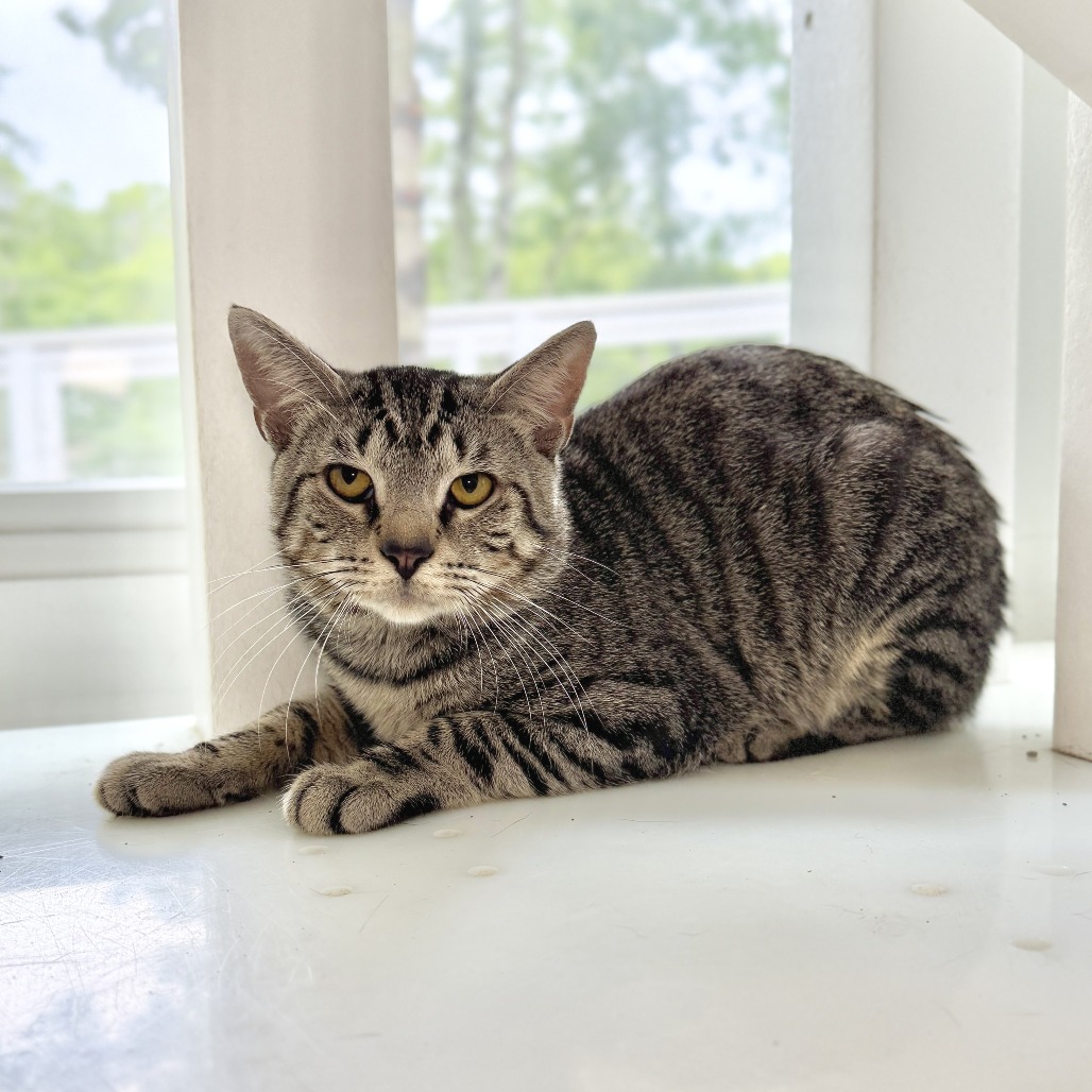 Fika Domestic Shorthair Brown Tabby
