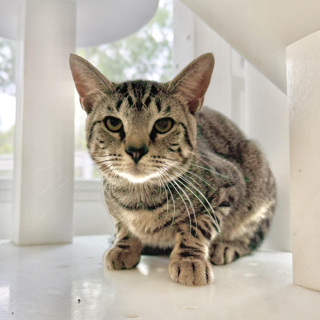 Fika Domestic Shorthair Brown Tabby
