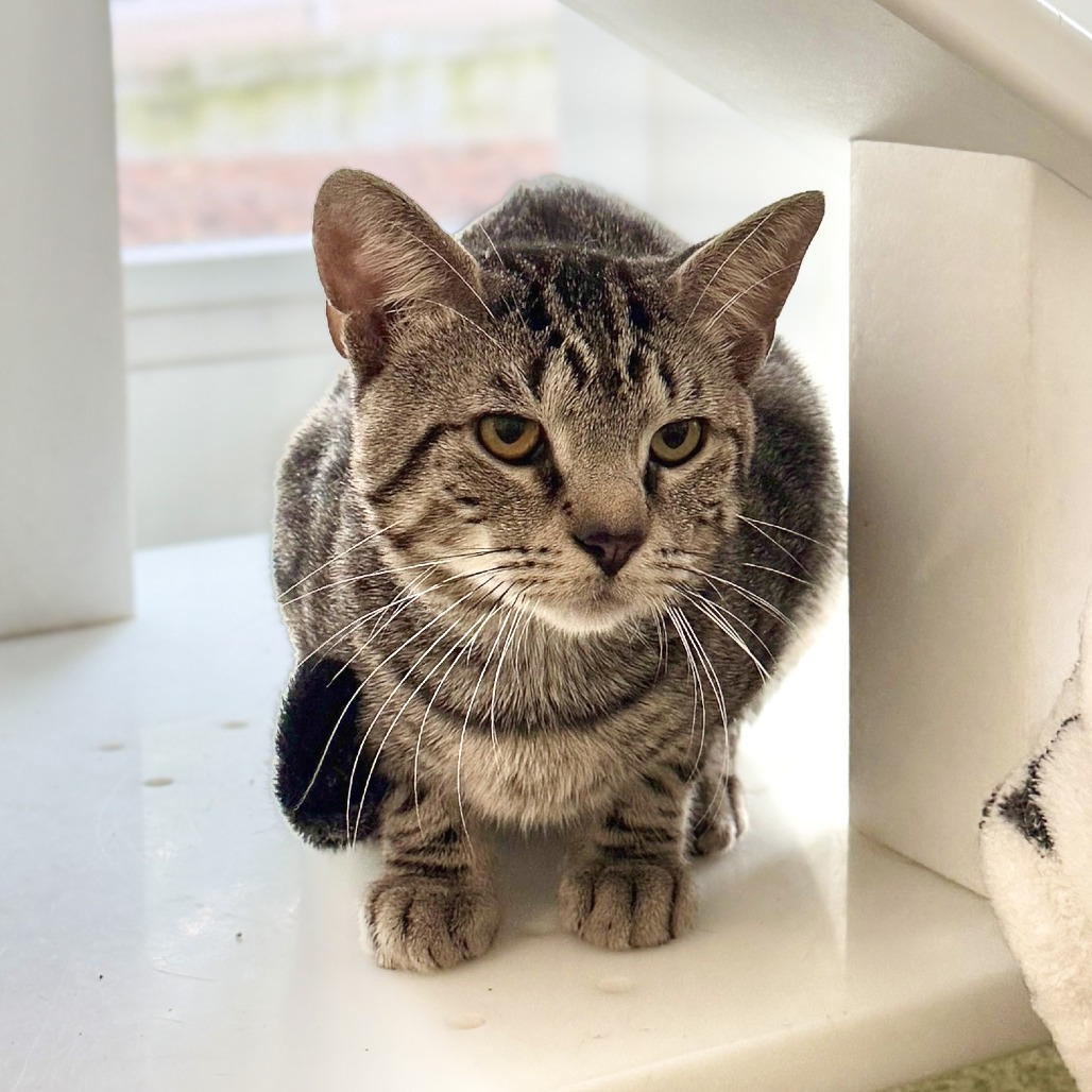 Fika Domestic Shorthair Brown Tabby