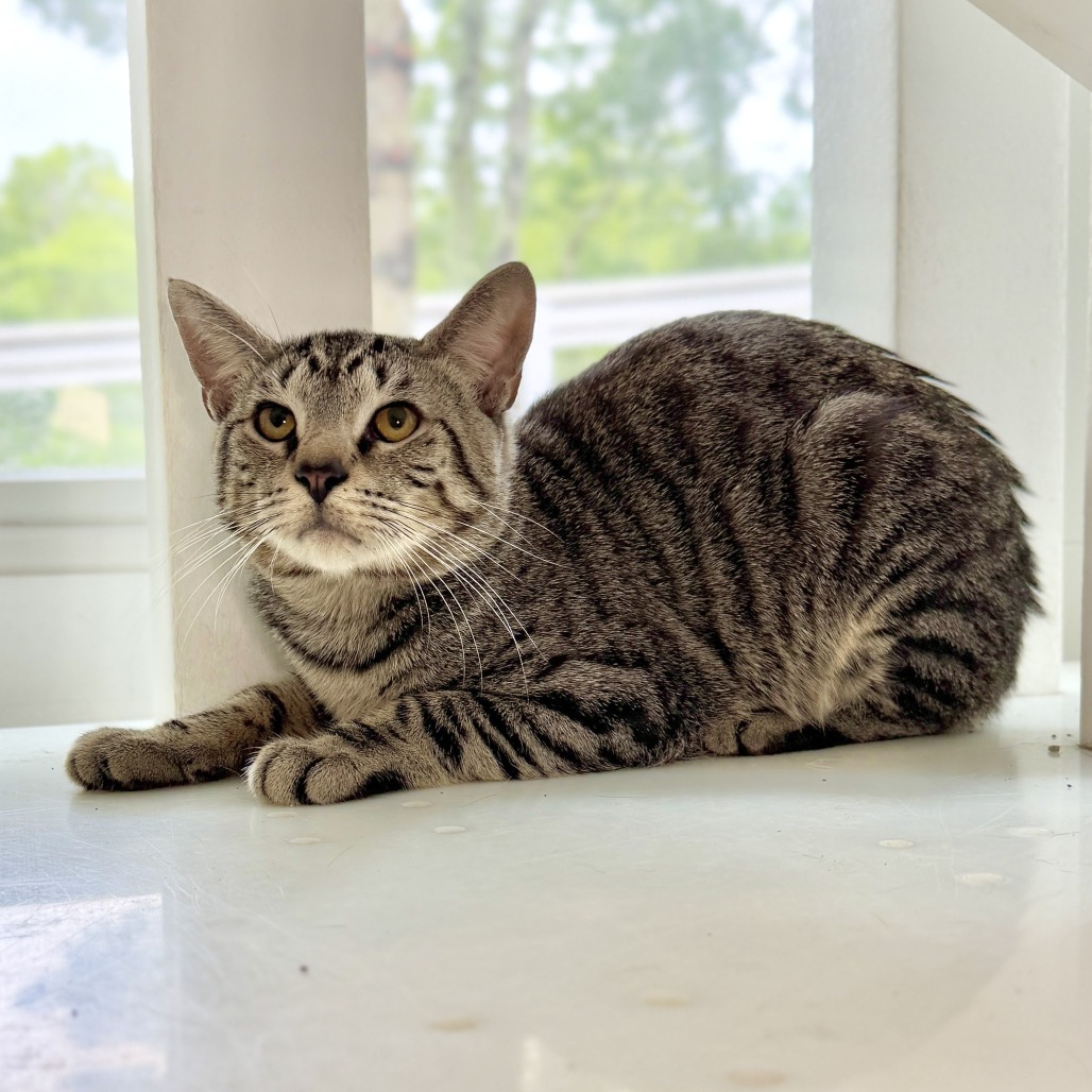 Fika Domestic Shorthair Brown Tabby