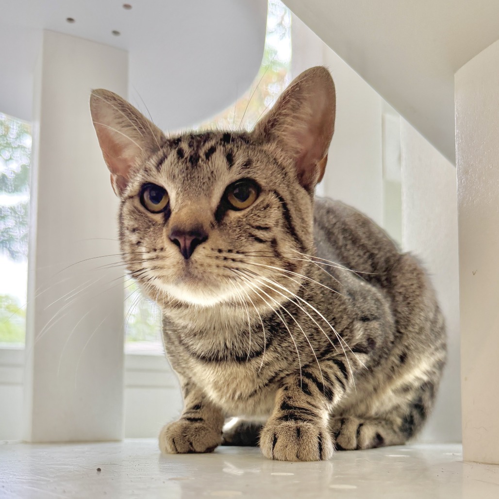 Fika Domestic Shorthair Brown Tabby