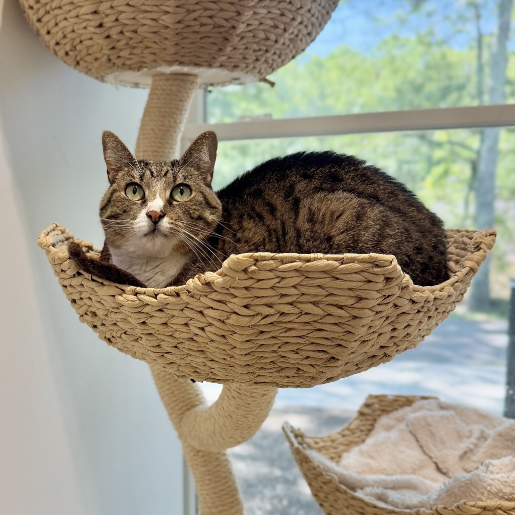 Phoenix Domestic Shorthair Brown Tabby