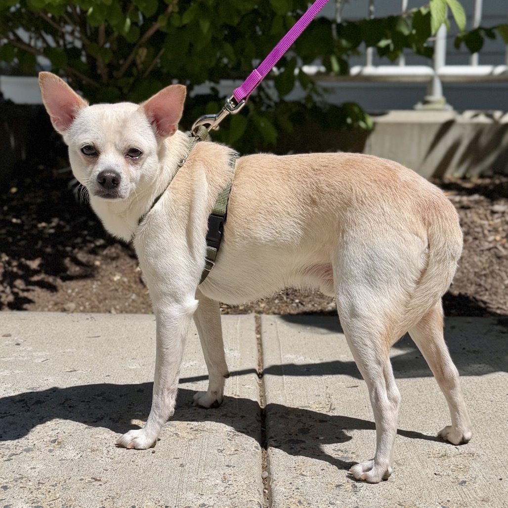 Tink Chihuahua White 