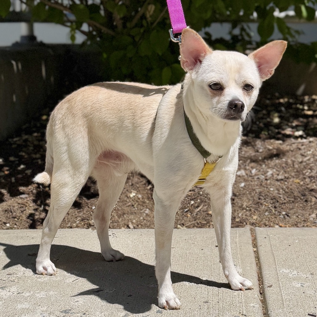 Tink Chihuahua White 